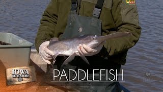 Missouri River Paddlefish