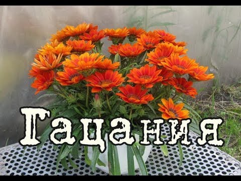 Гацания Фото Уход Гацания Фото Уход