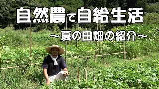 【自然農】自然農で自給生活 ~夏の田畑の紹介~　[Natural farming] Self-sufficiency life through natural farming