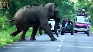 Elephant Chasing  | রাস্তায় হাতির তাড়া করার আচরণ | सड़क पर हाथी का पीछा करते हुए व्यवहार |