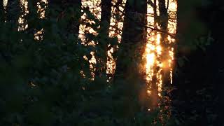 THRUSH SINGING IN THE EVENING/SOUNDS OF NATURE/BIRDSINGING