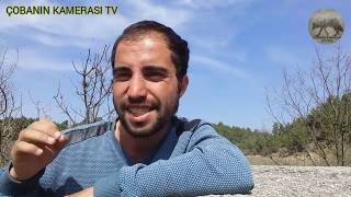 Köpeğim öldü ?  ( BAŞ BELASI GENÇLİK HASTALIĞI  )