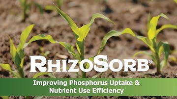 How RhizoSorb® improving Phosphorus Uptake & Nutrient Use Efficiency
