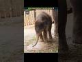 This Baby Elephant Will Make You Laugh | A Newborn Baby Elephant Doesn't Know How To Use Its Trunk.