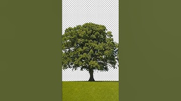 How to Remove Tree Background | how to Cut tree