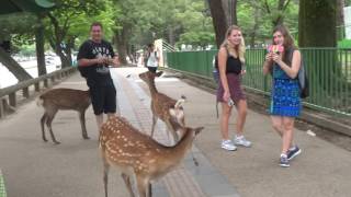 Deer in Nara Japan