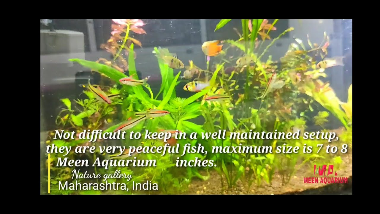 Best and Most Beautiful Fishes For Planted Aquariums part 4 at Meen