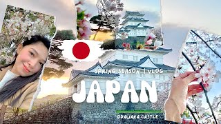 Cherry Blossoms In Japanspring 2023 A Quick Visit In Odawara Castle 