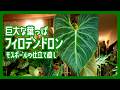 【観葉植物】巨大化したフィロデンドロンを仕立て直す｜簡単モスポールの水やり方法｜ポールの用土は3層構造