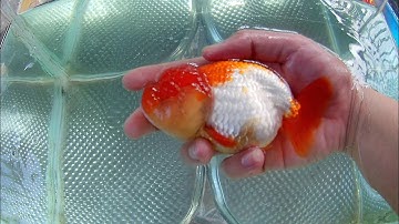 Thanh Lí em Cá Vàng Goldfish LIONCHU Gía rẻ cho các bạn tập chơi