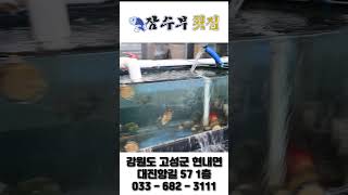 &quot;잠수부횟집&quot; 강원 고성 대표 활어 &amp; 매운탕 맛집  #맛집  #맛집여행 #맛집추천 #고성 #고성맛집