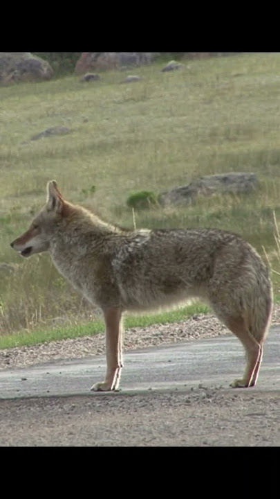Coyote Sounds of Howling and Barking | Canis latrans Sounds