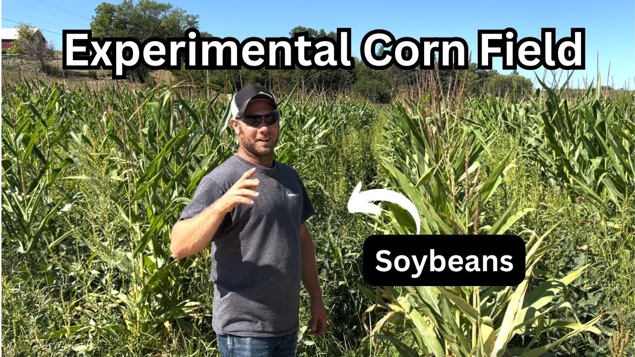 Planting 60” Corn with Soybeans and Cover Crop | Success or Failure ...