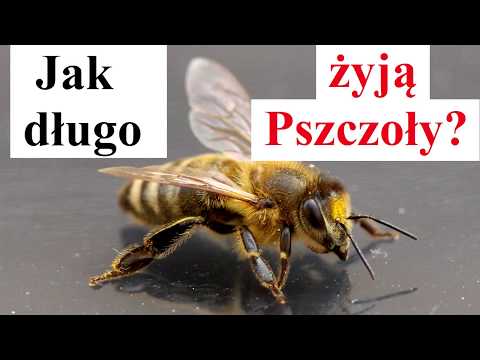 Wideo: Jak długo pszczoła może mieszkać w domu?