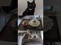 どの瞬間が好きかと言われたら猫がふんばってるときの顔　 #猫 #cat #setlog