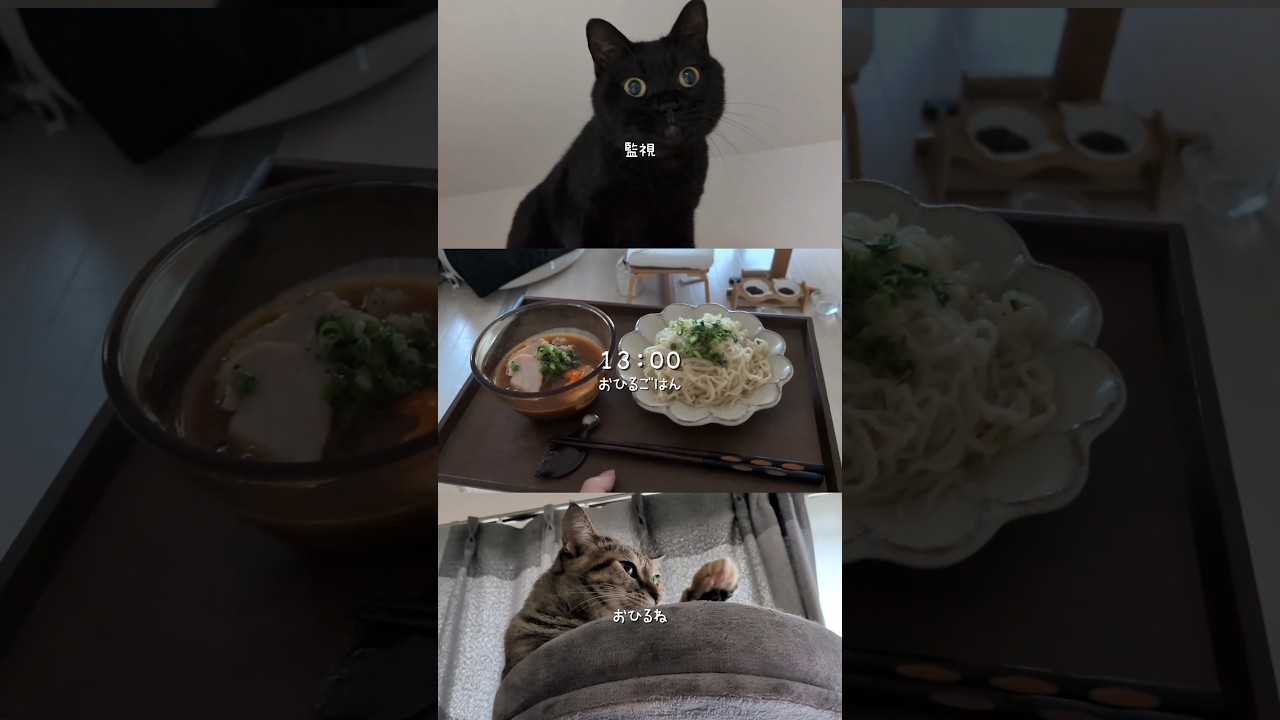 どの瞬間が好きかと言われたら猫がふんばってるときの顔　 #猫 #cat #setlog