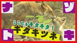 Foxes] Foxes that live in the big city of Sapporo, and parks where