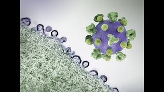 HIV/AIDS-Mechanism | Human Health and Diseases | Class XII | Biology | Khan Academy