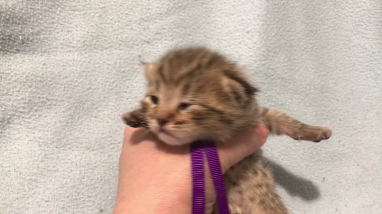 Котенок (мальчик) пиксибоб Гек. Питомник кошек Пиксихаус.Новосибирск