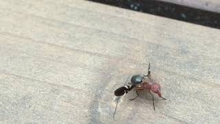 Delphinia picta, picture-winged fly, in the garden 2016 HD