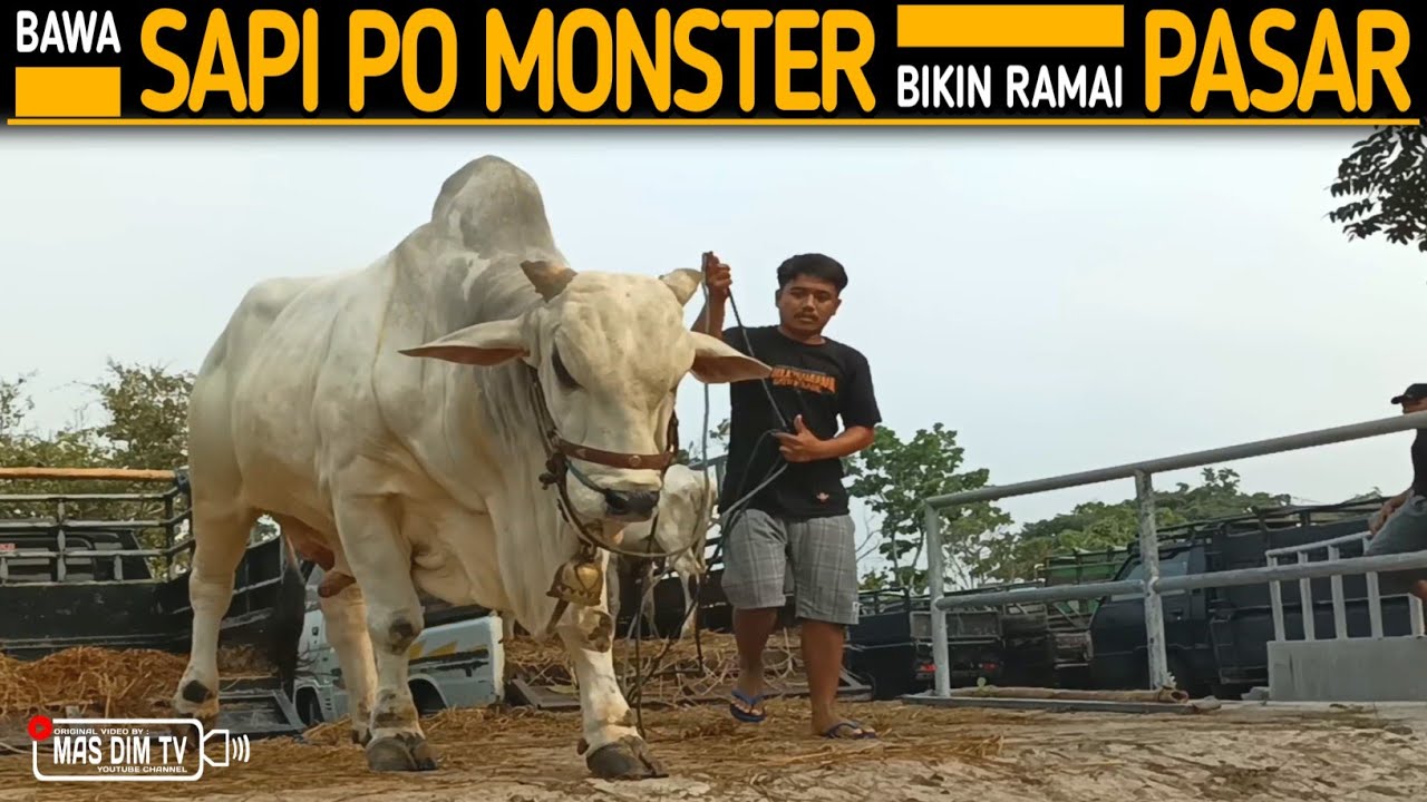 Anak Muda Asal Prambanan Bawa Sapi Po Monster Bikin Ramai Jadi Tontonan ...