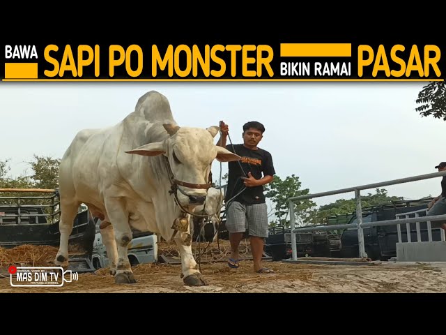 Anak Muda Asal Prambanan Bawa Sapi Po Monster Bikin Ramai Jadi Tontonan Warga !! class=