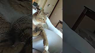 котик Пирожок.mp4 котик Пирожок.mp4
