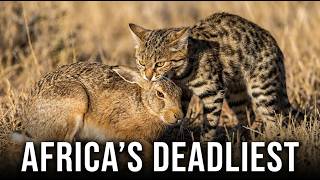 The Black-Footed Cat — The Deadliest Predator You've Never Heard Of