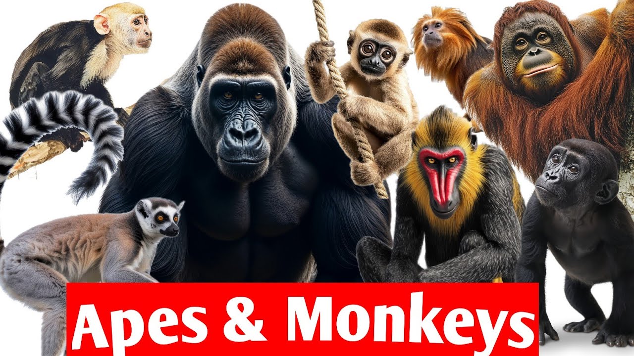 Amazing Apes & Monkeys | Monkeys Name |CleverToon Kids