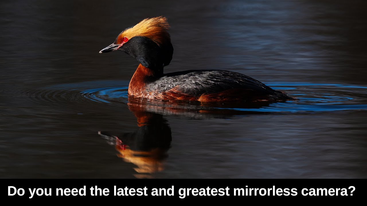 can-you-shoot-wildlife-on-a-20-year-old-canon-5d-classic-youtube