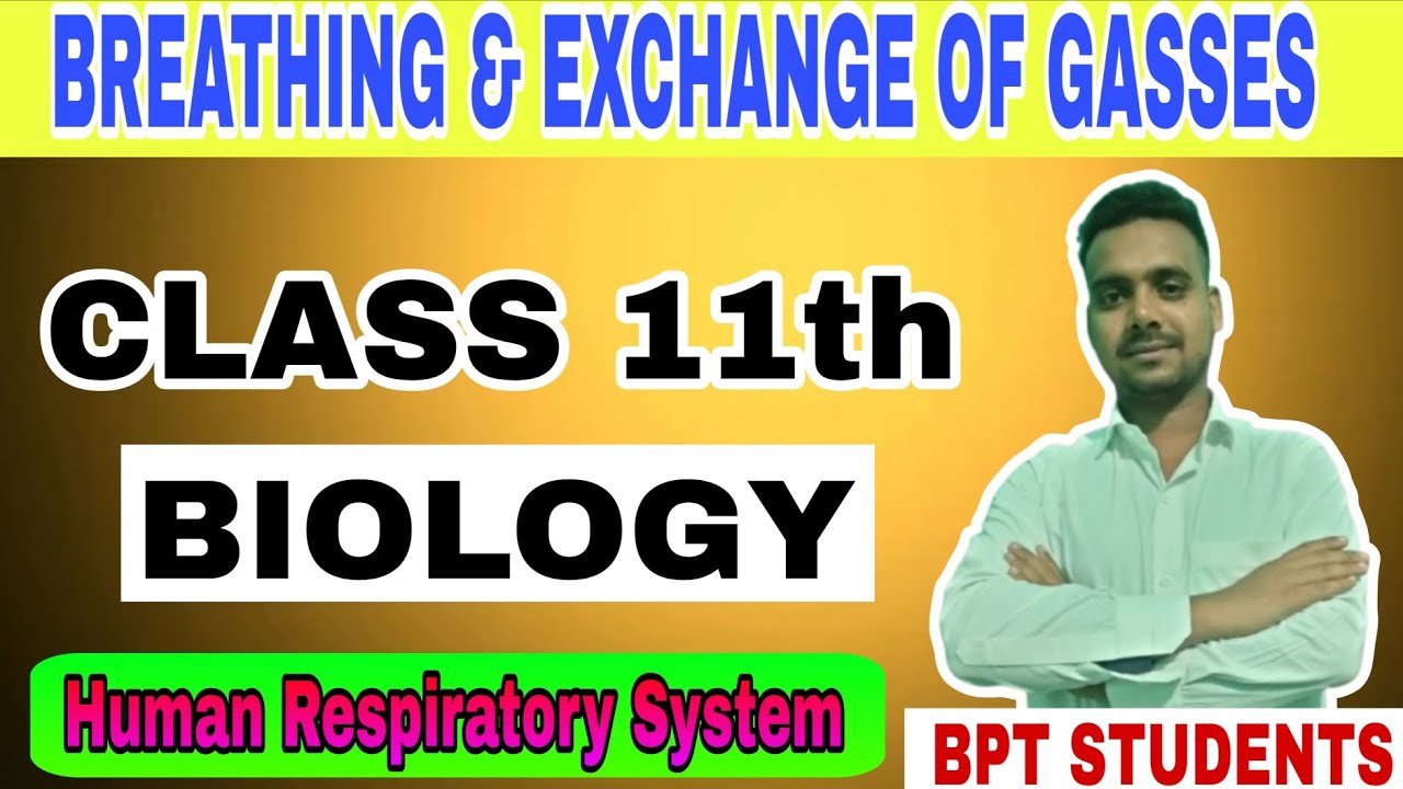 NCERT BIOLOGY class 11th | class 11th breathing and and exchange of gases 