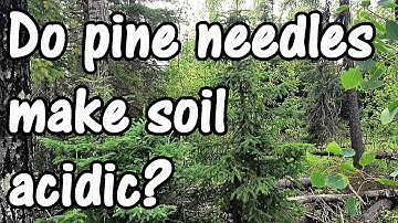 Do Pine Needles Make Soil More Acidic? Truth or Gardening Myth?