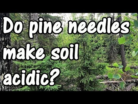 Video: Pine And Spruce Needles Are A Good Fertilizer For Plants And An Excellent Pesticide