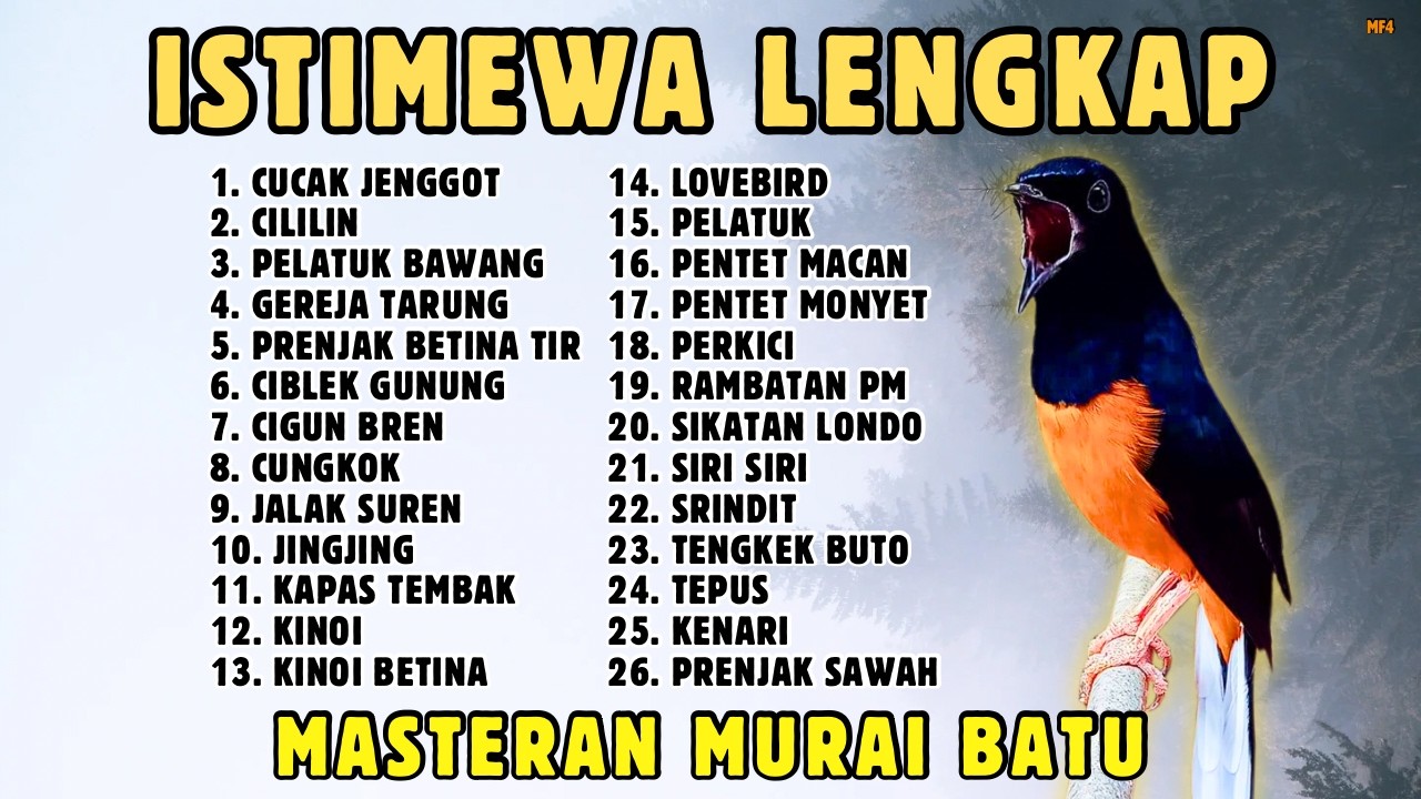 🔴 MASTERAN PANJANG‼️ FULL ISIAN MURAI BATU GACOR