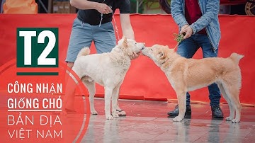 T2: Công Nhận Giống Chó Bắc Hà Xù & Chó Xoáy Phú Quốc/ NhamTuatTV - Dog in Vietnam