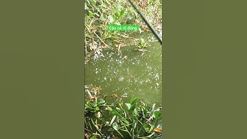 Câu cá rô đồng mùa khô hạng @chuachactv