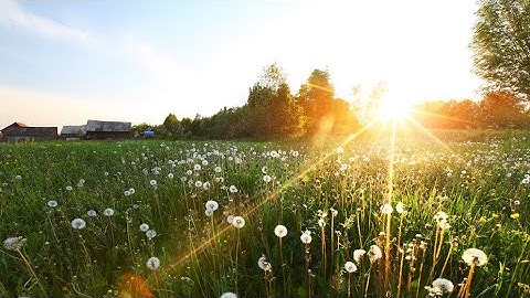 سورة الفلق مكرره سبعة مرات💚  بصوت الشيخ أيمن رشدي سويد برواية حفص عن عاصم