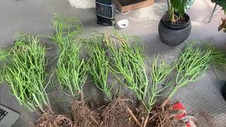 Pencil Cactus Division Timelapse