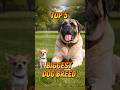 Top 5 Biggest Dogs in the World 😳🐶 #puppy #dog