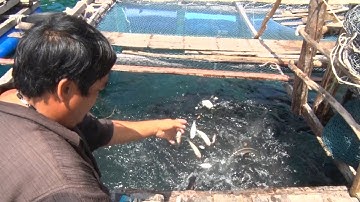 Tin Tức 24h Mới Nhất Hôm Nay : Cá bớp lại được giá, mất mùa ở Hòn Chuối, Cà Mau