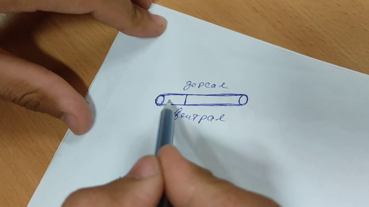 Splanchnologiya. Xazm azolarining taraqqiyoti. Хазм азоларининг тараккийоти.