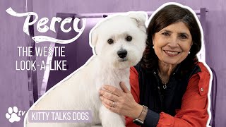 Kitty Talks Dogs - Percy The Westie Look-a-like by Transgroom TV 8,131 views 1 year ago 1 hour, 22 minutes