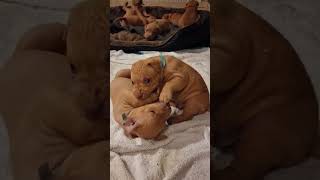 Pitbull Rednose पट बल ट बल 鬥牛犬