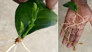 how to grow mogra jasmine from leaves with update shocking result