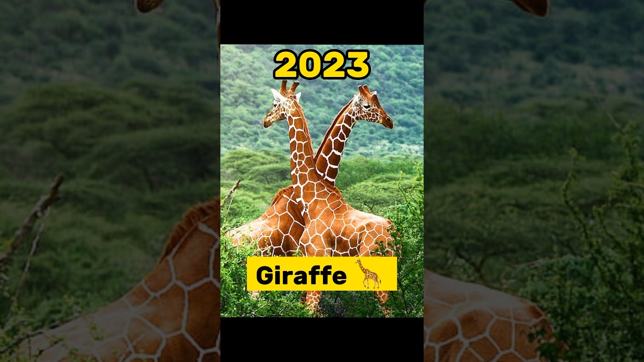 2023 Giraffe And 5,000 Future Giraffe 🦒 