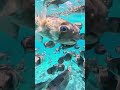 These fish are pufferfish, and they're known to be quite fascinating! #fish #hurghada #egypt