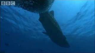 Whale Shark  BBC Planet Earth