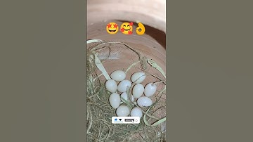 Wow 🤩Java finches 11 eggs laying #shorts #shortvideo #birds #beautiful #birdslover #java#budgies