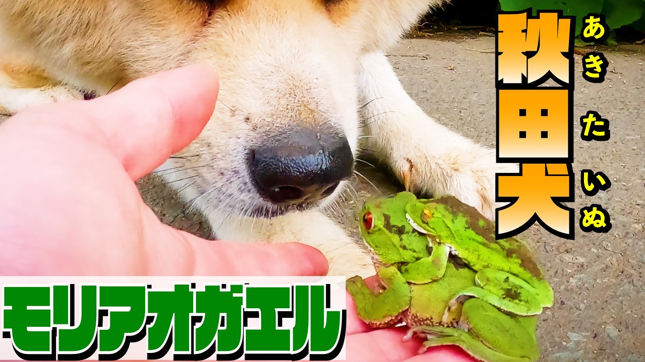 A tree frog peeing itself and 