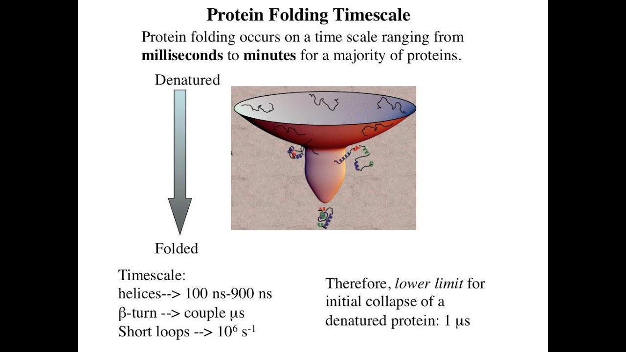 Week 8 Protein Engineering Lecture 8 Protein Folding YouTube